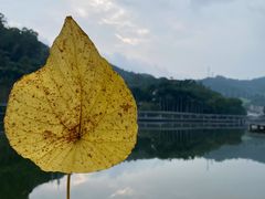-银湖山郊野公园-相思林