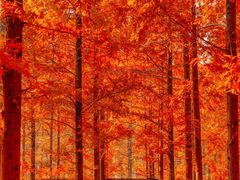 -黄海国家森林公园