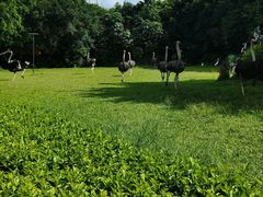 -广州长隆飞鸟乐园