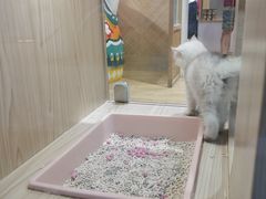 -屋虎猫馆(宝安大仟里店)