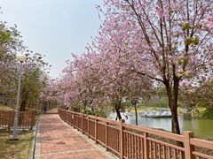 -广东花都湖国家湿地公园