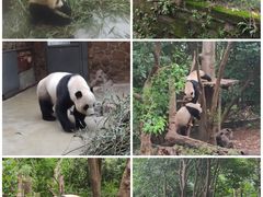 -成都大熊猫繁育研究基地