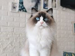 -平行世界·猫咖(首经贸店)