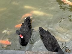 -珠海圆明新园