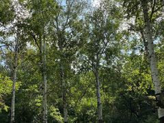 -长春市南湖公园