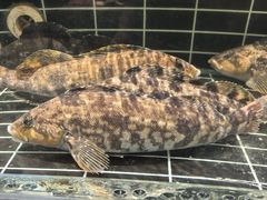 -浩运·海鲜青岛菜·海胆水饺(石老人店)