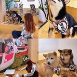 【柴圆滚滚】广州首家👉🏻沉浸式小动物体验店
