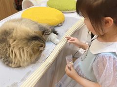 -COLOR PETS 撸猫馆·购猫·猫咖(长风大悦城店)