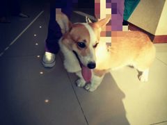 -艾贝尔宠物医院·24H转诊中心·肿瘤猫专科(江宁双龙店)