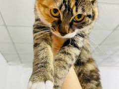 -瑞派康怡24h宠物医院·犬猫医疗中心·微创绝育(瑞景分院)