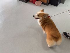 -瑞派雷欧宠物医院·中兽医·眼科·急重症转诊中心(黄台店)