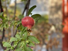-北京古城老院厉晓麟精致菜
