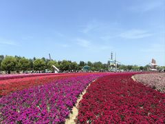 -荷兰花海