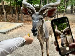 -清迈夜间动物园