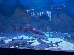 -烟台海昌鲸鲨海洋公园