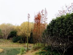 -昆山城市生态森林公园