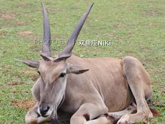 -广州长隆野生动物世界