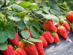 -尚田草莓姑娘白草莓采摘基地