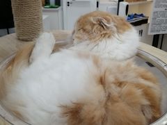 -喵园·猫主题咖啡厅·撸猫·猫咖(国贸店)