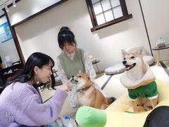 -逗柴咖啡屋·狗咖猫咖宠物桌游