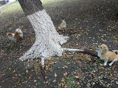 他们仨在追赶一只松鼠-辽宁大学(崇山校区)