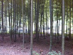 竹林-黄公望隐居地