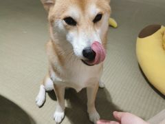 -逗柴咖啡屋·狗咖猫咖宠物桌游