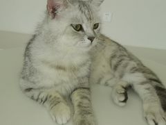 -怪兽屋·羊驼·猫咖·狗咖(俊华广场店)