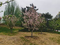 -元大都城垣遗址公园