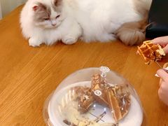 -滚猫咖啡·猫咖·猫友好撸猫(未来城店)