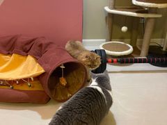 -momokira米努特·德文卷毛猫·棉花面纱犬