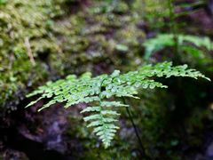-上色见熊野座神社