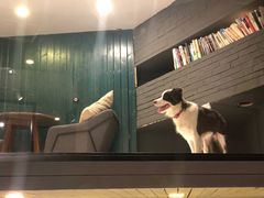 -百好乐宠物友好餐厅(朝外大街店)