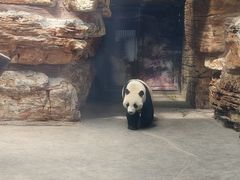 -石家庄市动物园