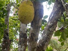 -中国科学院西双版纳热带植物园