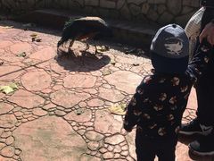 -贵州森林野生动物园