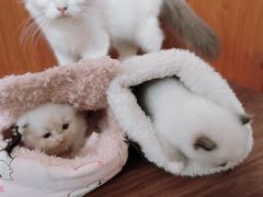 -楼上猫咖(罗湖店)
