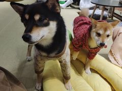 -逗柴咖啡屋·狗咖猫咖宠物桌游