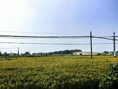 -丫丫蟹庄·苏式园林农家乐·阳澄湖大闸蟹(阳澄湖莲花岛店)