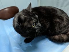 -纳吉亚猫专科动物诊疗中心(蒋宅口分院)