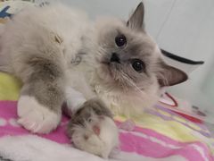 -达爱动物医院·犬猫分区·CT·复杂眼科(远洋山水分院)