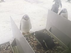 -大连圣亚海洋世界