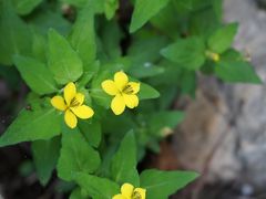 -丽江束河古镇-石莲古寺