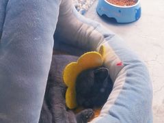 -喵屿·大理花园猫咖