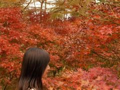 -田野绿世界