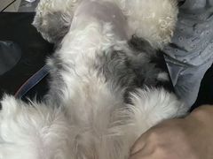 -四月宠物医院·猫专科·心脏专科·内科(转塘店)