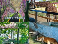 -西霞口神雕山野生动物世界