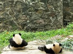 -都江堰中华大熊猫苑