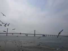 -星海湾跨海大桥
