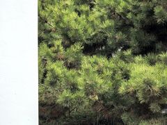 -石家庄市植物园